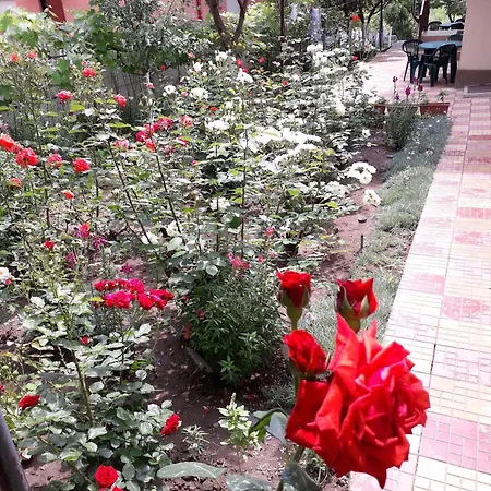 Irina Mamaia Nord 3*